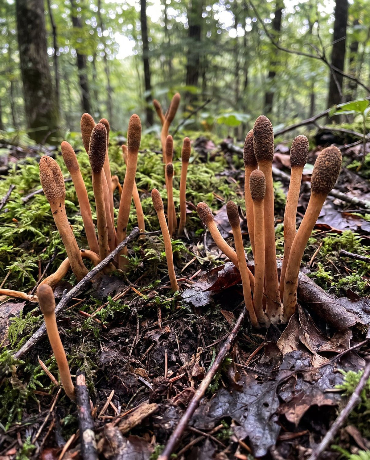 Cordyceps mushrooms on the forest floor