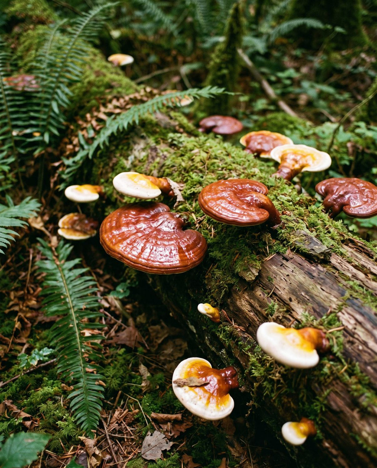 Reishi mushrooms growing on a mossy log